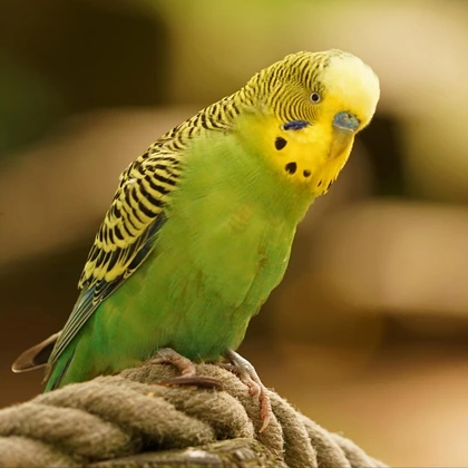 Birds & Wildlife Category