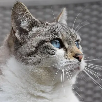 Cats Category