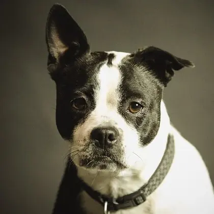 Dogs Category
