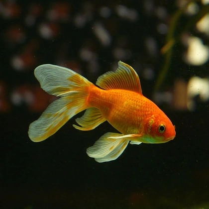 Small Animals Category