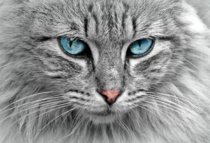 Cat Image 0