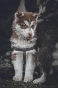 Dog Image 0