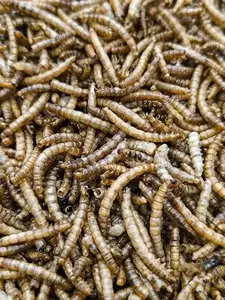 2kg Mealworms - Direct Deals 123 Wild Birds Food