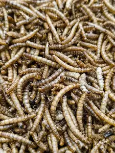 10kg Mealworms - Direct Deals 123 Wild Birds Food