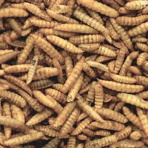 10kg Calci Worms - Direct Deals 123 Wild Birds Food